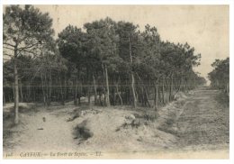 (DEL 716) Very Old Postcard - WWI Era - France - Blon - Cayeux Pin Forest - Alberi