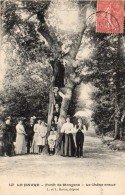 LE  HAVRE     Le Chene Creux - Forêt De Montgeon