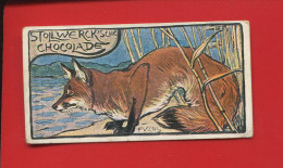 STOLLWERCK CHROMO CIRCA 1900 ANIMAL FUCKS RENARD - Stollwerck