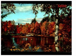 Arbres Et Un Lac - Alberi