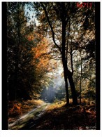 Paysage En Foret - Bomen