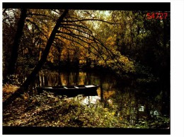 Forets Et Riviere De France - Bomen