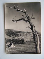 Albert MONNIER L'HOMME SEUL (1957)  Arbre Mort N° 196 V - Trees