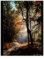 Paysage De France - Arbres