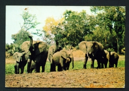 ZIMBABWE  -  Wankie  Elephants  Used Postcard As Scans (creased Corner) - Simbabwe