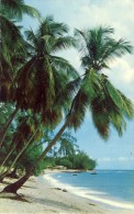 BARBADOS. PALM TREES OVER THE SEA . 2 Scans - Barbados