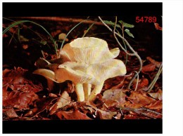 Hygrophorus Eburneus - Funghi