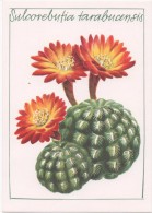 KAKTEEN  --  SULCOREBUTIA TARABUCENSIS    1980 - Cactussen