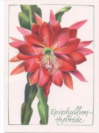 KAKTEEN  --   EPIPHYLLUM HYBRIDE   1980 - Cactusses