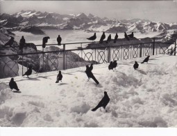 ALPENDOHLEN MIT BERNERALPEN - Sonstige & Ohne Zuordnung