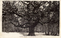 51 - VERZY - Le Principal "Faux" (arbre) De La Forêt - Verzy