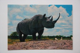 OLD  Postcard - Rhinoceros - Rhino  - KENYA - Neushoorn