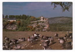 LACAVE--En QUERCY--Elevage Des Oies ,au Loin Chateau De Belcastel, Cpm éd IN'EDITE - Lacave