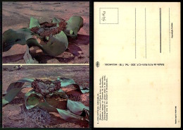 PORTUGAL COR 44140 - ANGOLA - MOÇAMEDES -  Welwitschia Mirabilis - NAMIBE - Angola