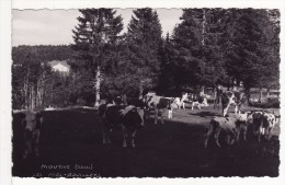 Carte Postale Photo De MOUTHE (Doubs)  Les Près Bouillets Ferme Avec Vaches - VACHE-ANIMAUX - Mouthe