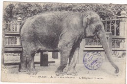 PARIS. - Jardin Des Plantes - L'Eléphant RACHEL - Elefanti