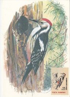 BIRDS, GREAT SPOTTED WOODPECKER, CM, MAXICARD, CARTES MAXIMUM, 1993, ROMANIA - Piciformes (pájaros Carpinteros)