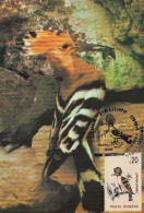 BIRDS, HOOPOE, CM, MAXICARD, CARTES MAXIMUM, 1994, ROMANIA - Pics & Grimpeurs