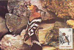 BIRDS, HOOPOE, CM, MAXICARD, CARTES MAXIMUM, 1995, ROMANIA - Climbing Birds