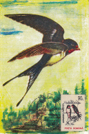 BIRDS, BARN SWALLOW, CM, MAXICARD, CARTES MAXIMUM, 1994, ROMANIA - Hirondelles