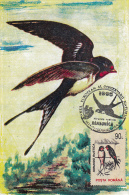 BIRDS, BARN SWALLOW, CM, MAXICARD, CARTES MAXIMUM, 1995, ROMANIA - Rondini