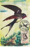 BIRDS, BARN SWALLOW, CM, MAXICARD, CARTES MAXIMUM, 1995, ROMANIA - Zwaluwen