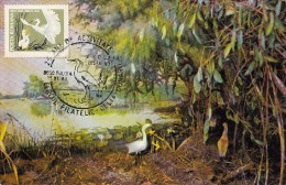 BIRDS, GREAT EGRET, CM, MAXICARD, CARTES MAXIMUM, 1983, ROMANIA - Pélicans