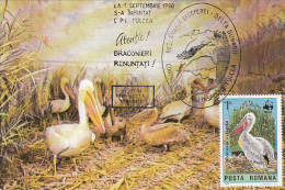 BIRDS, PELICANS, CM, MAXICARD, CARTES MAXIMUM, 1990, ROMANIA - Pélicans