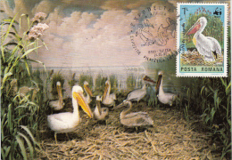 BIRDS, PELICANS, CM, MAXICARD, CARTES MAXIMUM, 1987, ROMANIA - Pélicans