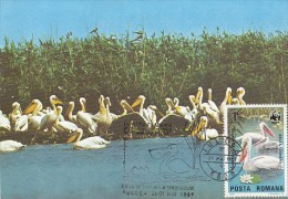 BIRDS, PELICANS, CM, MAXICARD, CARTES MAXIMUM, 1987, ROMANIA - Pélicans