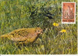 BIRDS, GREY PARTRIDGE, CM, MAXICARD, CARTES MAXIMUM, 1985, ROMANIA - Patrijzen, Kwartels