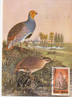BIRDS, GREY PARTRIDGE, CM, MAXICARD, CARTES MAXIMUM, 1988, ROMANIA - Perdrix, Cailles