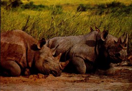 RHINOCEROS ...CPM - Rinoceronte