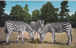 Zebras At Forest Park Zoo St Louis Missouri - Zebras