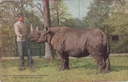Two Horned African Rhinoceros New York Zoological Park - Rhinozeros