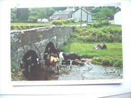 Wales Carnarthenshire Llanybyther Duar Bridge With Cattle - Carmarthenshire