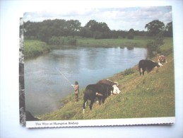 Engeland England Hereford The Wye At Hampton Bishop Fisherman Cattle - Herefordshire