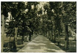 (PH 123) Very Old Postcard - UK - Oxford Tree Line Road - Alberi