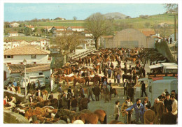 CPM   64     ESPELETTE     FOIRE AUX POTTOKAK     CHEVAUX PONEYS BASQUES - Espelette