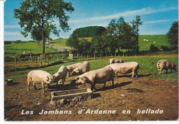 Les Jambons D'Ardenne En Ballade - Collections & Lots