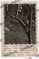 1938 - Albero Tree - Fiore Flower - S. Albano Stura Cuneo - Alberi