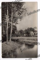 1946 - Albero Tree Reggio Emilia - Bäume