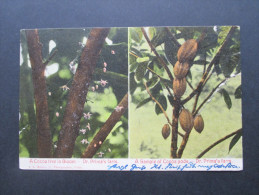 Ansichtskarte Republica De Panama. 1907 In Die Schweiz. A Cocoa Tree In Bloom. A Sample Of Cocoa Pods. Dr. Prima's Farm - Panama