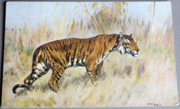 CPA TIGRE - Illustrateur - Savanne - Tigres