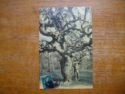 Carte Rare , Un Faux De La Forêt De Verzy "" Carte Animée "" - Verzy