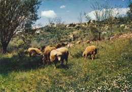 Montauroux, Avec Troupeau De Moutons - Montauroux