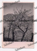 1941 - FOTO FOTOGRAFICA ARTISTICA - Albero Tree - Bomen