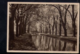 N1573 Paesaggio Non Identificato - Cartolina Antica Ediz. SACAT TORINO - Trees