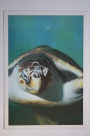 BISSA - Hawksbill Sea Turtle - TURTLE - Testudo  - Old PC - Tortue 1989 - Tortugas