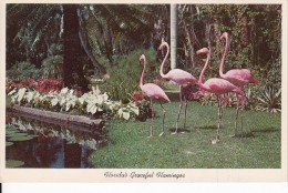 Cp , ANIMAUX , Florida's Graceful Flamingos Parade For The Visitors - Pájaros